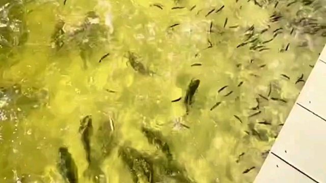 大鱼吃小鱼 这画面如同蝗虫过境