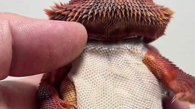 大块撕皮 超解压