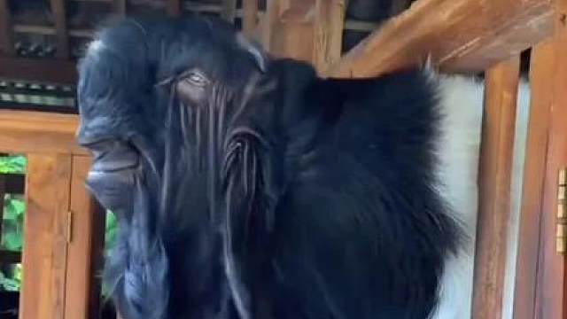 那些现实中真实存在的恐怖生物