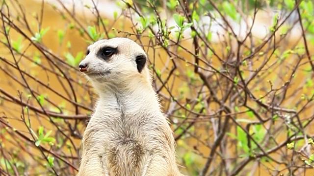 细尾獴日常站岗挖洞