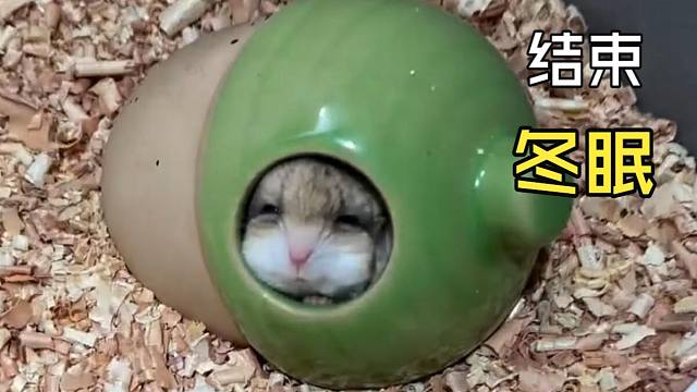 那些动物们的尴尬时刻！