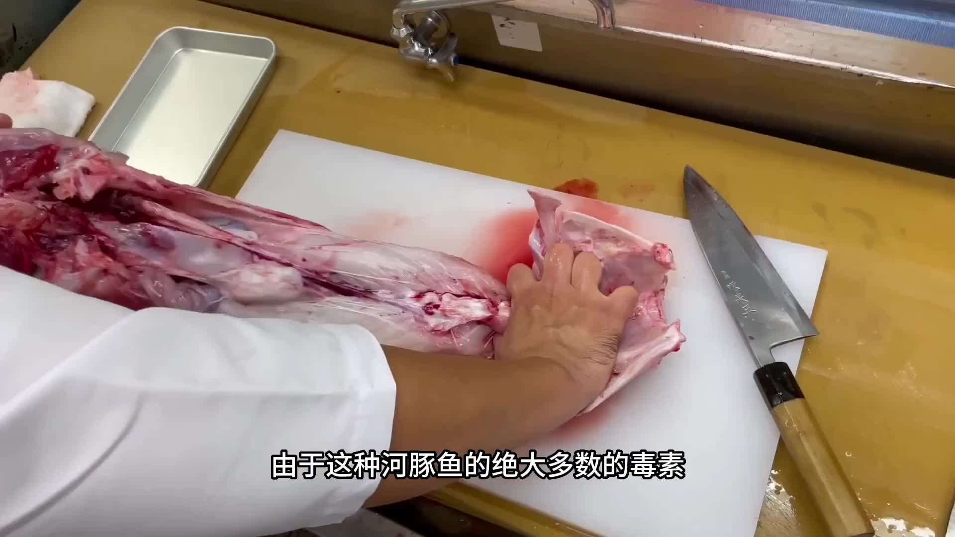 兔头豚刚捕捞上来就被切掉牙齿，然后做成刺身都不知道有多美味。