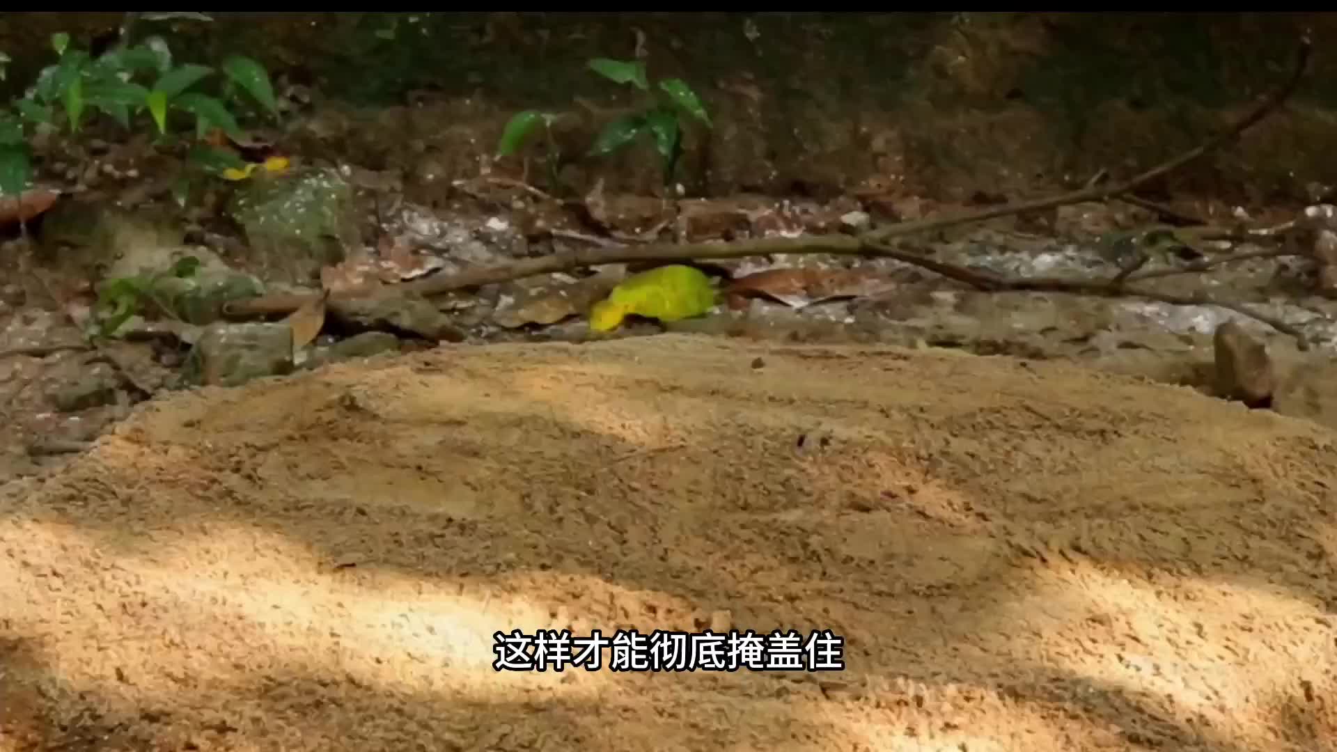 聪明的师傅把烤鱼做成了天花板。