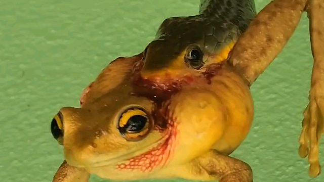 小蛇捕到大猎物