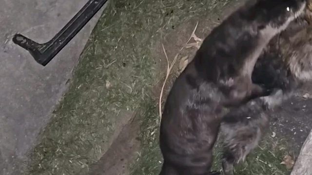 下水道发出奇怪声响 国外网友拍到惊悚一幕