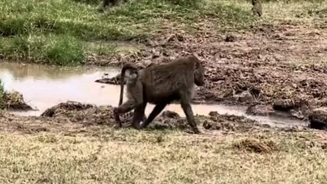 此时一条鳄鱼正在对狒狒母子虎视眈眈