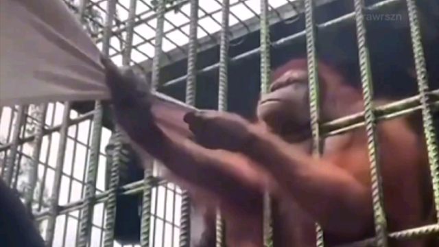 红毛猩猩突然抓住一名靠近笼子的游客