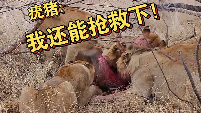 在疣猪痛苦的哀嚎中 狮群饱餐一顿 这是非洲大草原下一顿平常的午餐