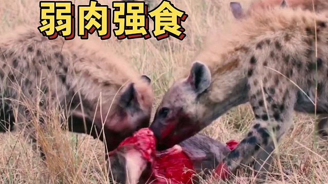 鬣狗大口活吃小角马 这是弱肉强食的动物世界