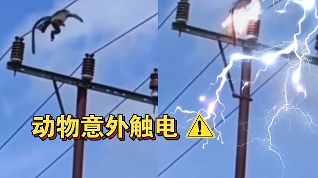 几段动物意外触电视频 高压危险要远离哦！
