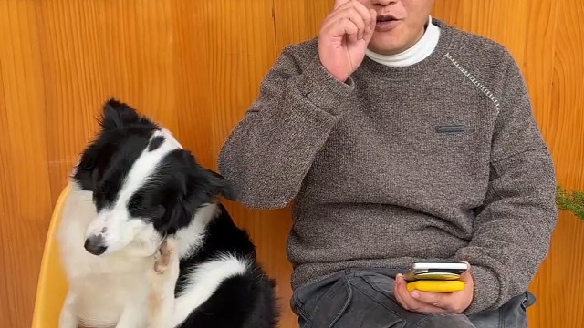 狗狗打麻将天生的吗？全靠一点一点教的
