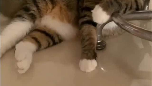 猫咪行为解读.看看他在表达什么