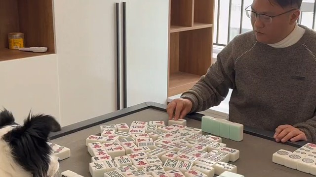 狗狗打麻将的操作太神！你见过麻将这样打的吗