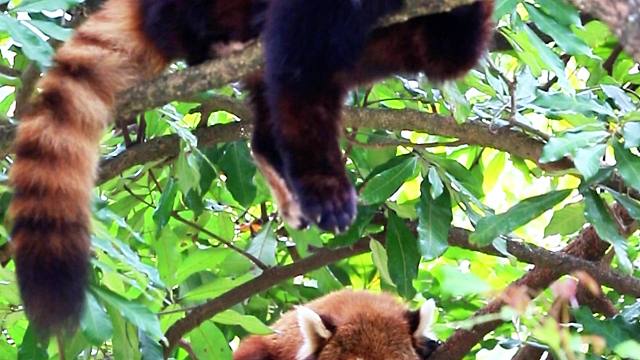 晨练后热成“猫猫虫”