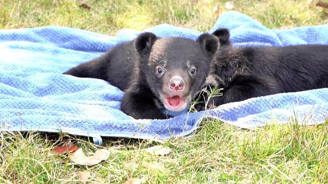 熊大熊二出来晒太阳啦
