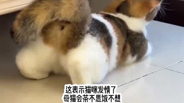 猫咪叫声解读