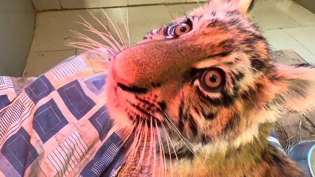 “人教版”小老虎，句句有回应