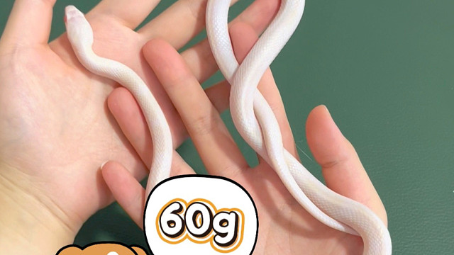 不同g重的蛇上手体验