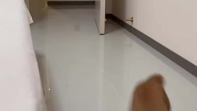 猫咪叫声解读