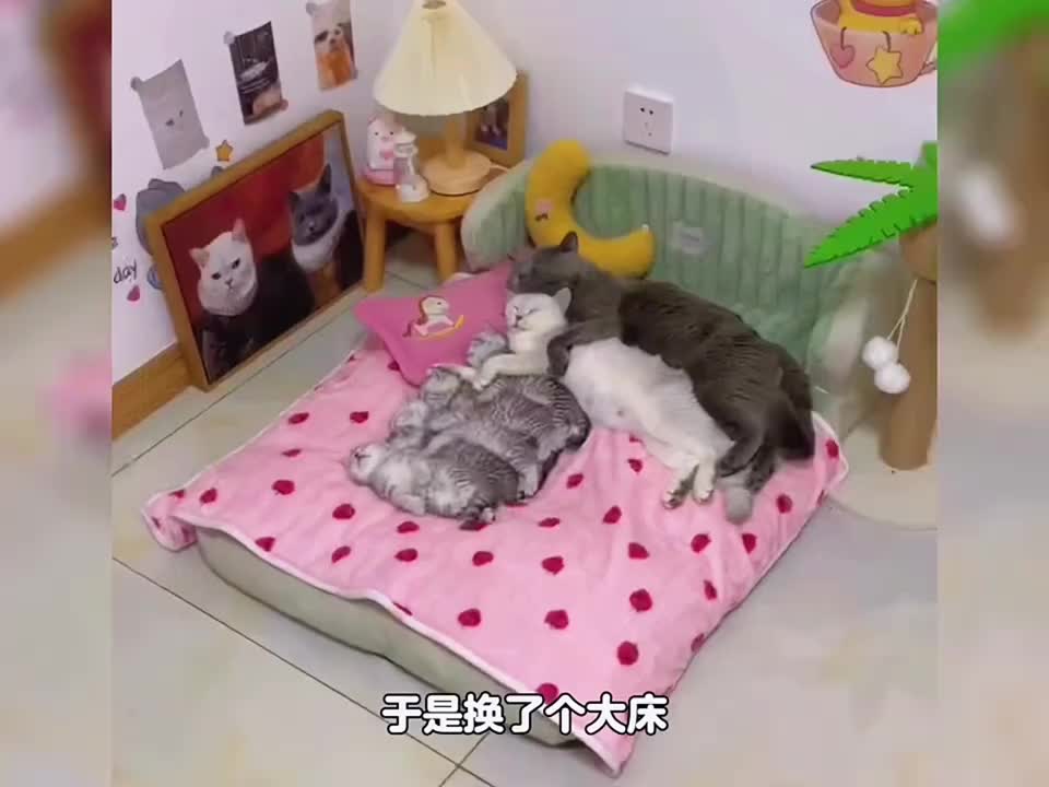 手欠的猫咪