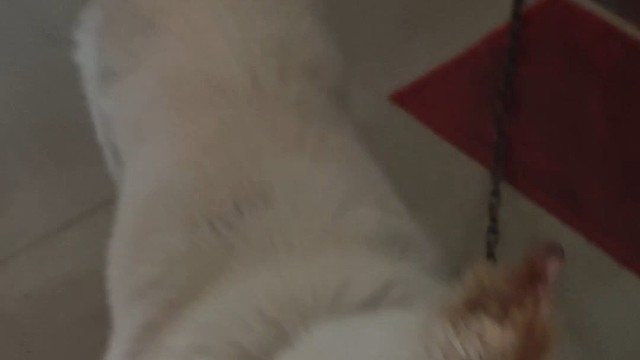 这可如何是好