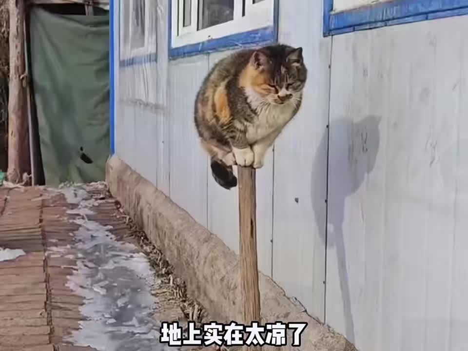 那些猫咪打针名场面