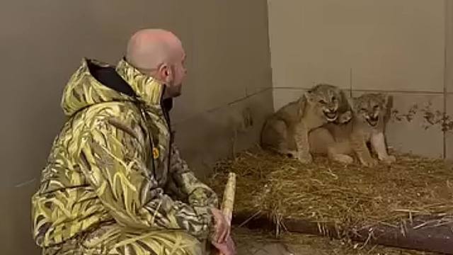当我给超凶小狮子打扫房间，它们的反应是……