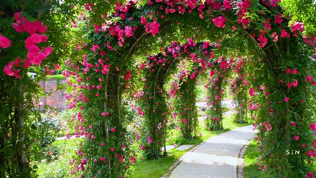 花开是最好的治愈，就像所有疲惫，都能被温柔安放。