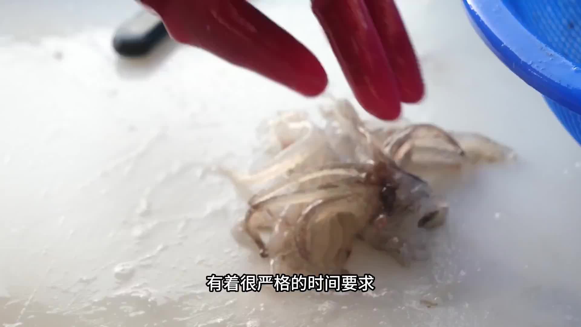 枪乌贼要以最短的时间做成刺身真的很美味。