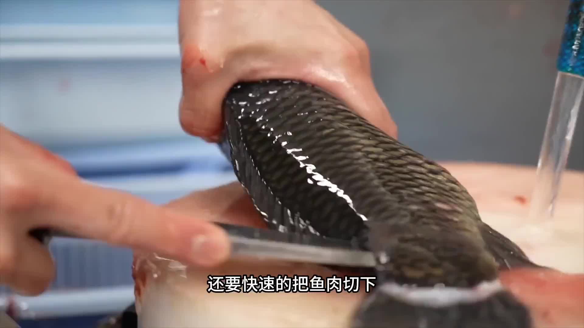 海鲤鱼被师傅以最高规格对待，将其敲晕再做成刺身有着很独特的鲜甜。
