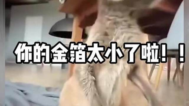 你肯定认识这么小的人