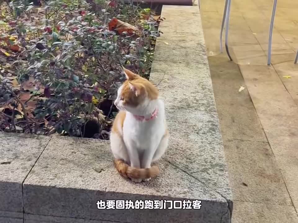 软糯Q弹的小奶猫