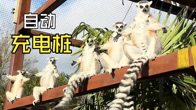 那些欢乐的动物视频！