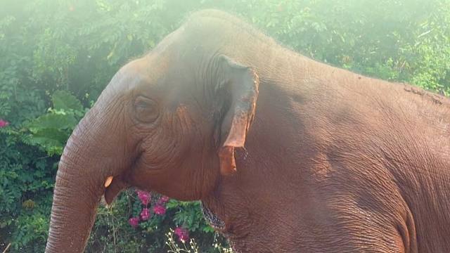 解锁海野生物书封面