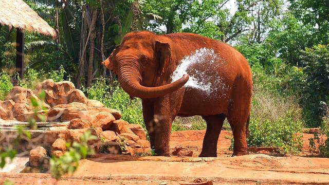 庄布的春日限定快乐