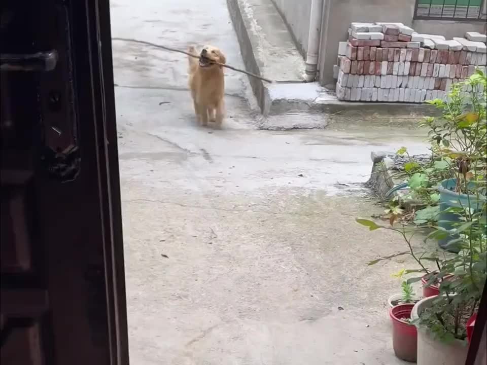 狗狗我呀，这样太倒霉了~