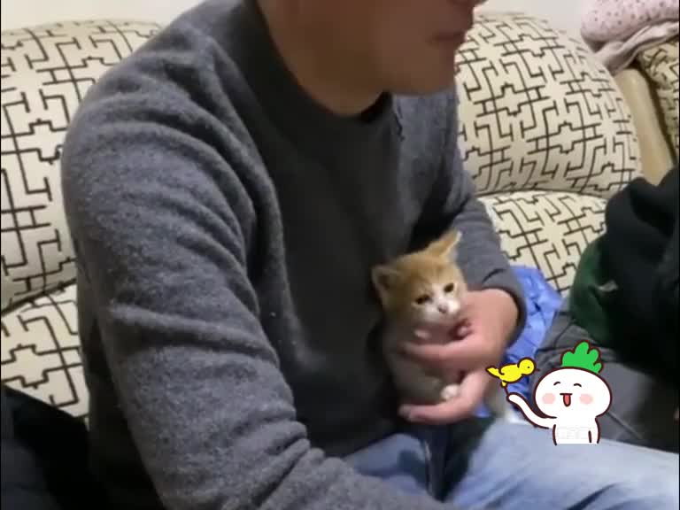 这就是当初不让你养猫的父母~