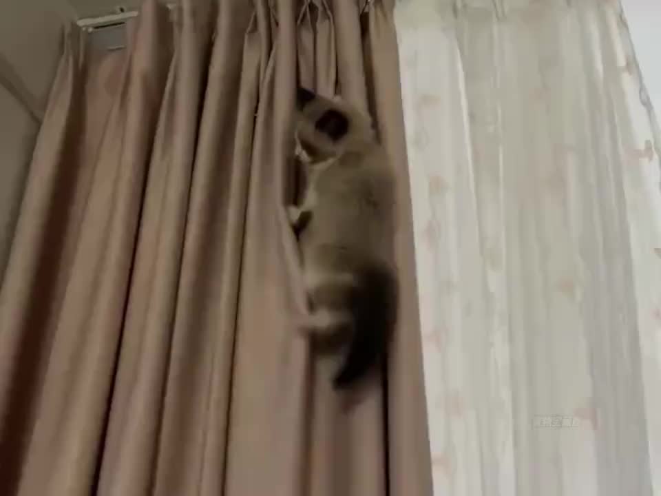 这猫也不是非养不可！