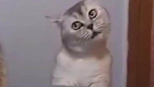 你们家的猫咪是不是也这么绿茶？