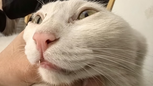 不允许还有人没见过我家猫咪的美貌