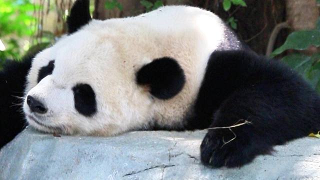 语大王的绝美睡颜