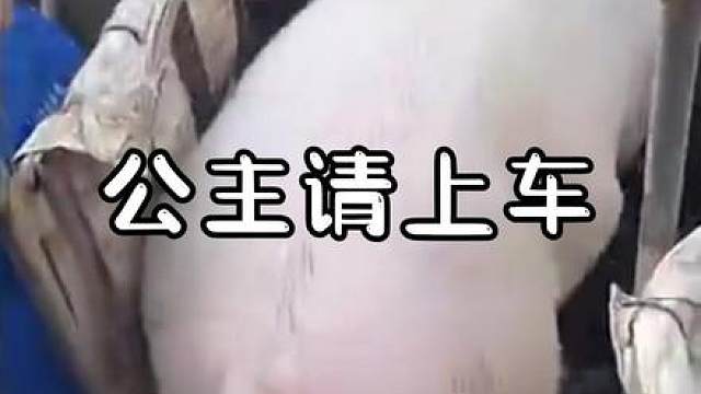 说公主请上车时的你