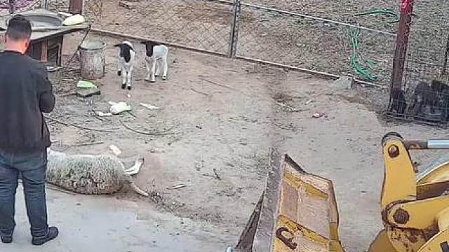 这种羊是真留不得