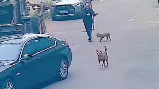 感谢主人救命之恩，下辈子还跟你
