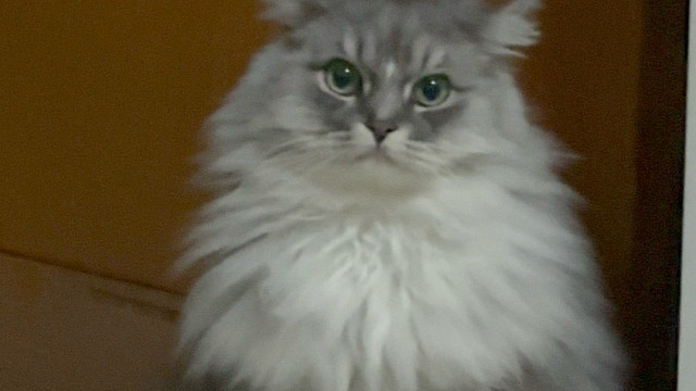 座机画质的小猫咪
