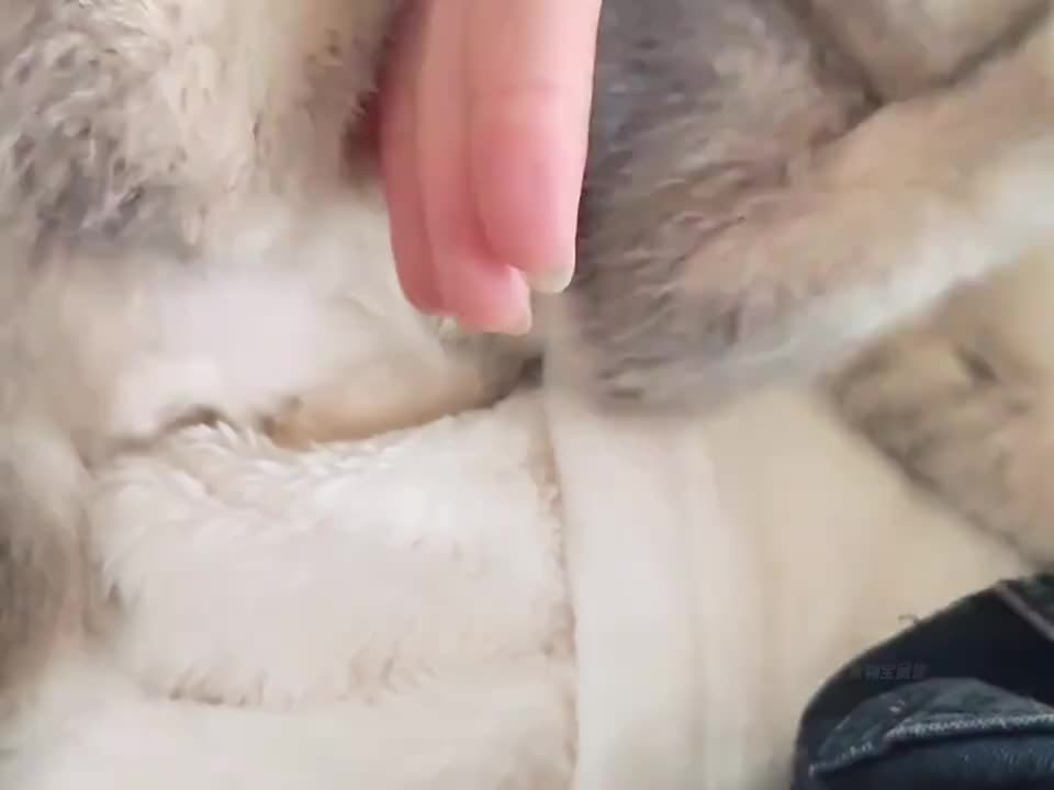 人类逐渐发现猫是一种代码动物~