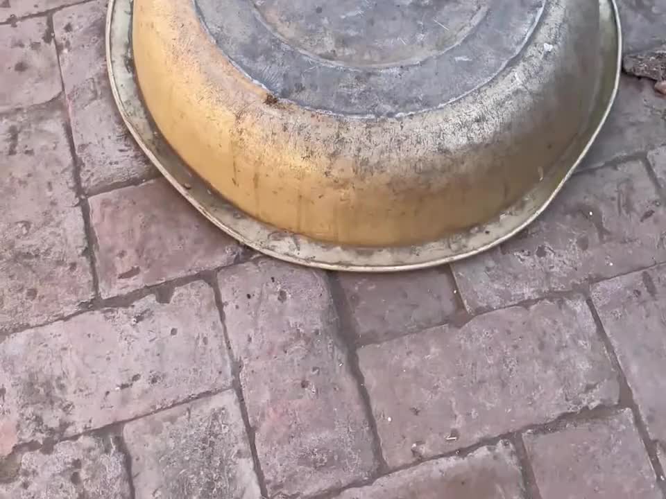 这就是猫不和狗玩的原因~