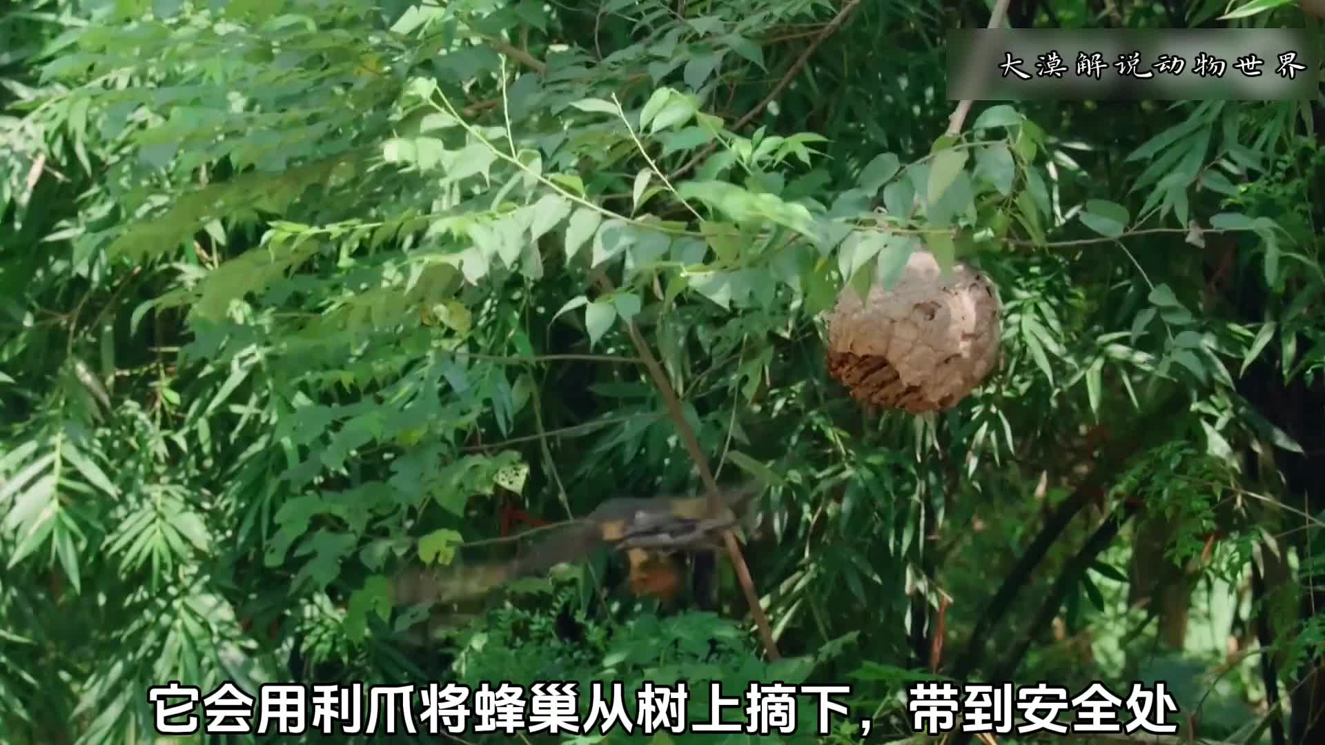 东方蜂鹰无惧虎头蜂！就连蜜蜂都是它的零食！