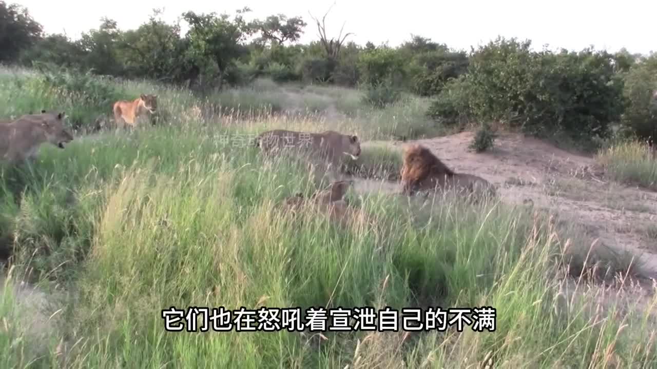 狮王入侵领地赶走狮王却不料遭遇狮群反抗