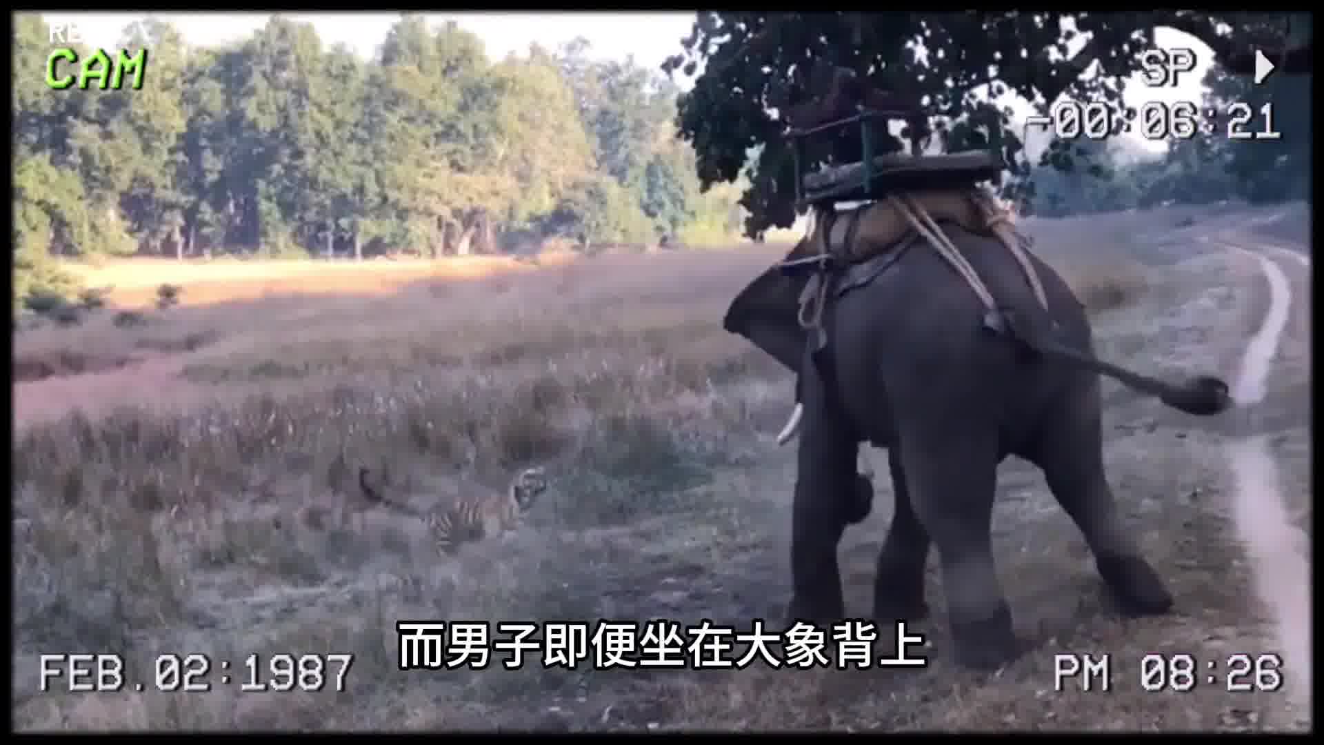 男子外出旅游遭遇猛虎拦路